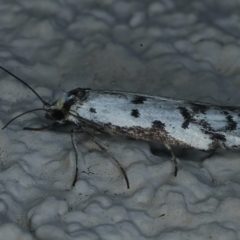 Philobota lysizona (A concealer moth) at Ainslie, ACT - 2 Nov 2021 by jb2602