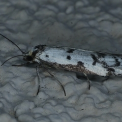 Philobota lysizona (A concealer moth) at Ainslie, ACT - 2 Nov 2021 by jbromilow50