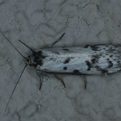 Philobota lysizona at Ainslie, ACT - 2 Nov 2021