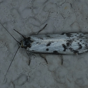 Philobota lysizona at Ainslie, ACT - 2 Nov 2021 10:24 PM