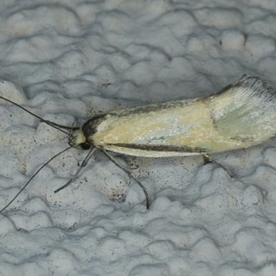 Philobota undescribed species near arabella (A concealer moth) at Ainslie, ACT - 2 Nov 2021 by jb2602