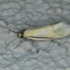 Philobota undescribed species near arabella (A concealer moth) at Ainslie, ACT - 2 Nov 2021 by jbromilow50