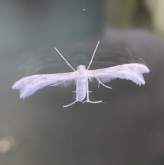 Wheeleria spilodactylus (Horehound plume moth) at Pialligo, ACT - 3 Nov 2021 by Ozflyfisher
