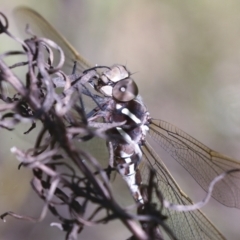 Adversaeschna brevistyla (Blue-spotted Hawker) at Hawker, ACT - 30 Oct 2021 by AlisonMilton