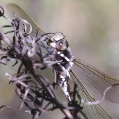Adversaeschna brevistyla (Blue-spotted Hawker) at Hawker, ACT - 29 Oct 2021 by AlisonMilton