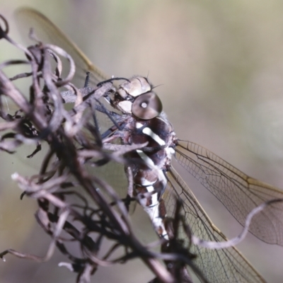 Adversaeschna brevistyla (Blue-spotted Hawker) at Hawker, ACT - 29 Oct 2021 by AlisonMilton