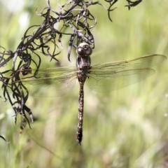 Adversaeschna brevistyla at Hawker, ACT - 30 Oct 2021