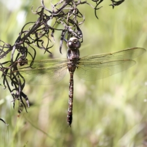 Adversaeschna brevistyla at Hawker, ACT - 30 Oct 2021 10:29 AM