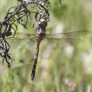 Adversaeschna brevistyla at Hawker, ACT - 30 Oct 2021