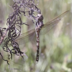 Adversaeschna brevistyla at Hawker, ACT - 30 Oct 2021