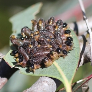 Perga sp. (genus) at Hawker, ACT - 30 Oct 2021