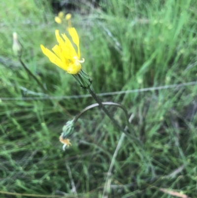 Microseris walteri (Yam Daisy, Murnong) at Bruce Ridge to Gossan Hill - 3 Nov 2021 by Dora