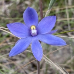 Thelymitra megcalyptra (Swollen Sun Orchid) at Kambah, ACT - 3 Nov 2021 by Shazw