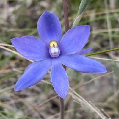 Thelymitra megcalyptra (Swollen Sun Orchid) at Kambah, ACT - 3 Nov 2021 by Shazw