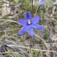 Thelymitra megcalyptra at Kambah, ACT - suppressed