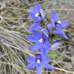 Thelymitra megcalyptra at Kambah, ACT - suppressed