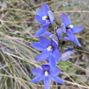 Thelymitra megcalyptra at Kambah, ACT - suppressed