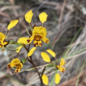 Diuris sp. at Kambah, ACT - 3 Nov 2021