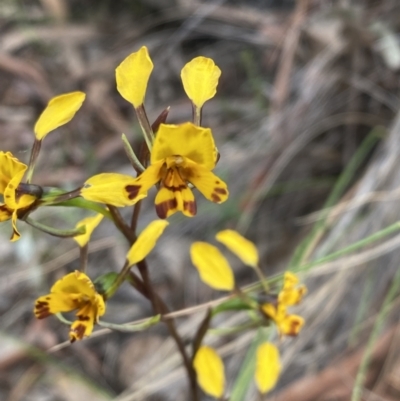 Diuris sp. (A Donkey Orchid) at Kambah, ACT - 3 Nov 2021 by Shazw