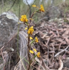 Diuris sp. at Kambah, ACT - 3 Nov 2021