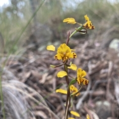 Diuris sp. at Kambah, ACT - 3 Nov 2021