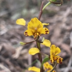 Diuris sp. at Kambah, ACT - 3 Nov 2021