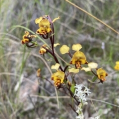 Diuris sp. at Kambah, ACT - 3 Nov 2021