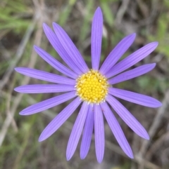 Unidentified Other Wildflower or Herb at Kambah, ACT - 3 Nov 2021 by Shazw