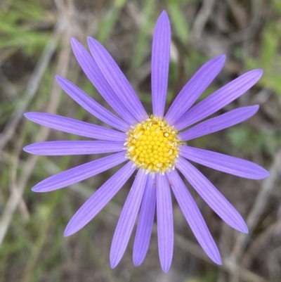 Unverified Other Wildflower or Herb at Kambah, ACT - 3 Nov 2021 by Shazw