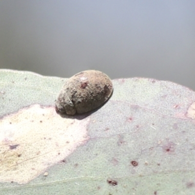 Trachymela sp. (genus) (Brown button beetle) at The Pinnacle - 30 Oct 2021 by AlisonMilton