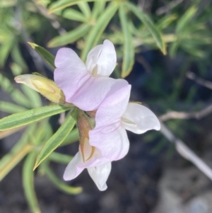 Lotus australis at Theodore, ACT - 3 Nov 2021 09:11 AM