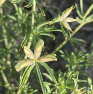 Lotus australis at Theodore, ACT - 3 Nov 2021