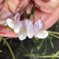 Lotus australis at Theodore, ACT - 3 Nov 2021 09:11 AM