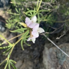 Lotus australis at Theodore, ACT - 3 Nov 2021