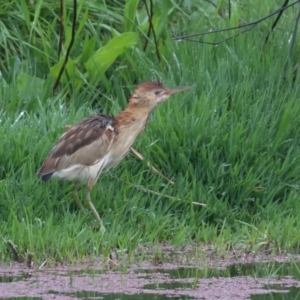 Ixobrychus dubius at Fyshwick, ACT - 4 Nov 2021 07:32 AM