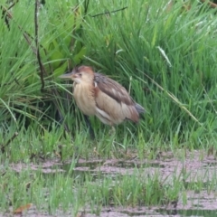 Ixobrychus dubius at Fyshwick, ACT - 4 Nov 2021 07:32 AM