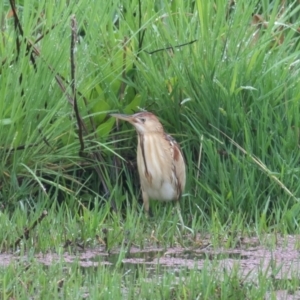 Ixobrychus dubius at Fyshwick, ACT - 4 Nov 2021 07:32 AM