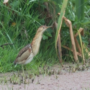 Ixobrychus dubius at Fyshwick, ACT - 4 Nov 2021