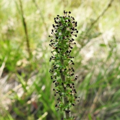 Acaena x ovina (Sheep's Burr) at Paddys River, ACT - 3 Nov 2021 by JohnBundock