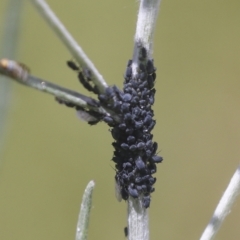 Aphididae (family) (Unidentified aphid) at The Pinnacle - 30 Oct 2021 by AlisonMilton