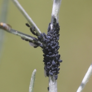 Aphididae (family) at Hawker, ACT - 30 Oct 2021