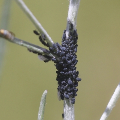 Aphididae (family) (Unidentified aphid) at Hawker, ACT - 30 Oct 2021 by AlisonMilton