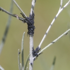 Aphididae (family) at Hawker, ACT - 30 Oct 2021