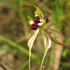 Caladenia parva (Brown-clubbed Spider Orchid) at Birrigai - 3 Nov 2021 by JohnBundock