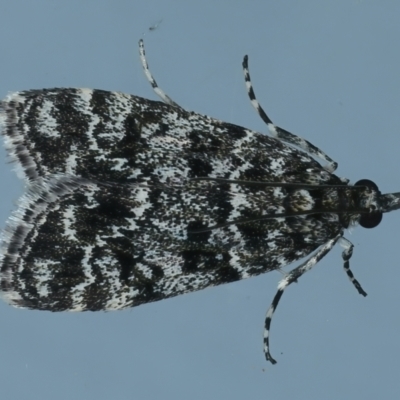 Scoparia syntaracta (A Pyralid moth) at Ainslie, ACT - 1 Nov 2021 by jb2602