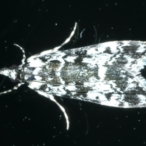 Scoparia exhibitalis at Ainslie, ACT - 1 Nov 2021