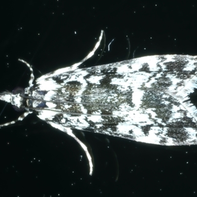 Scoparia exhibitalis (A Crambid moth) at Ainslie, ACT - 1 Nov 2021 by jb2602