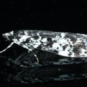 Scoparia exhibitalis at Ainslie, ACT - 1 Nov 2021