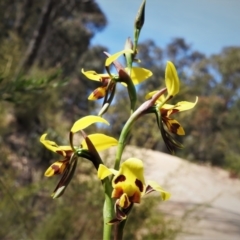 Diuris sulphurea (Tiger Orchid) at Paddys River, ACT - 3 Nov 2021 by JohnBundock