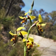 Diuris sulphurea (Tiger Orchid) at Tidbinbilla Nature Reserve - 2 Nov 2021 by JohnBundock